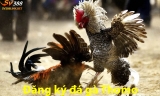 Đăng ký đá gà Thomo tại nhà cái uy tín nào cho người chơi mới?