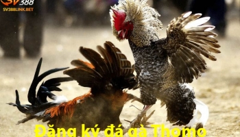 Đăng ký đá gà Thomo tại nhà cái uy tín nào cho người chơi mới?
